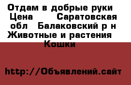 Отдам в добрые руки › Цена ­ 5 - Саратовская обл., Балаковский р-н Животные и растения » Кошки   